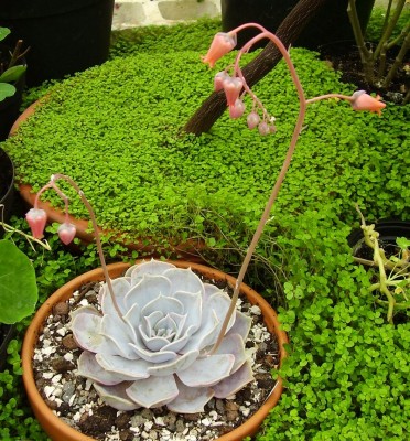 Echeveria lilacina (5).JPG