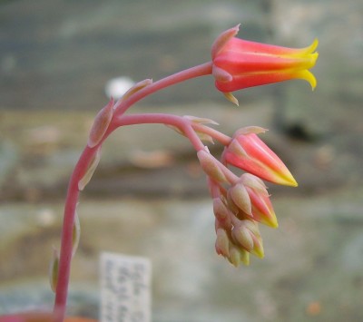 Echeveria secunda fma. reglensis (2).JPG