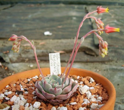 Echeveria secunda fma. reglensis (3).JPG