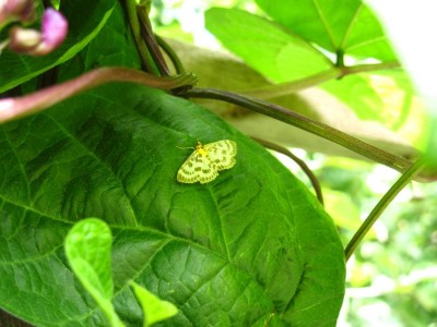 kleiner Unbekannter.JPG