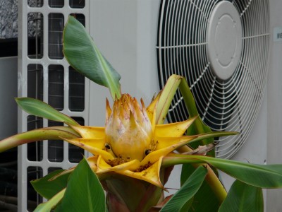Garten2 005.JPG