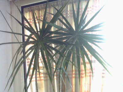 PICT0096.jpg