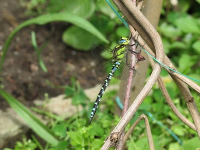 Große Königslibelle.JPG