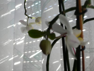 P1050354.JPG