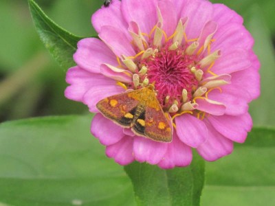 Montagnachmittag,26.7. 013.JPG