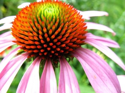 Sonnenhut - Staubgefäße.JPG