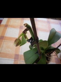 orchidee.-JPG.JPG