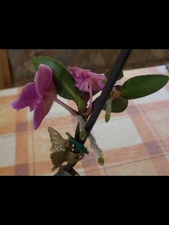 orchidee. -JPG.JPG