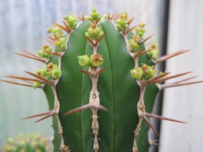 IMG_5523 Euphorbia handiensis.jpg