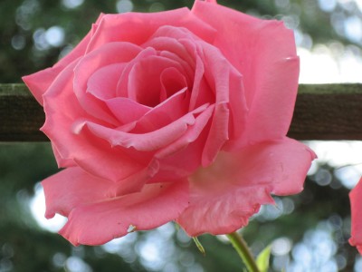 IMG_5460 Ramira.jpg