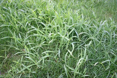 Rasen 002.jpg