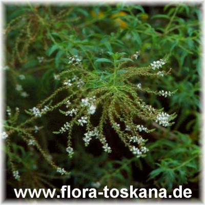 aloysia_triphylla.jpg