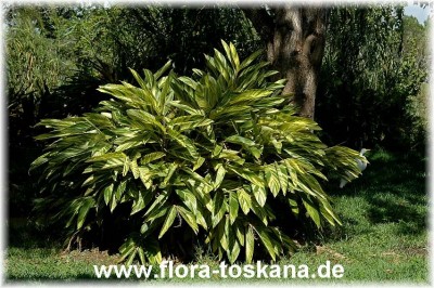 alpinia_zerumbet_variegata_1.jpg