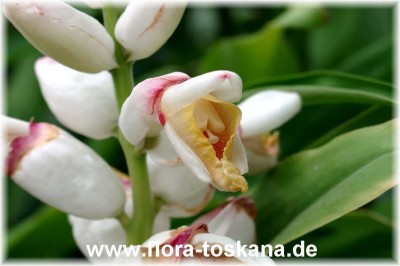 alpinia_zerumbet_2a.jpg