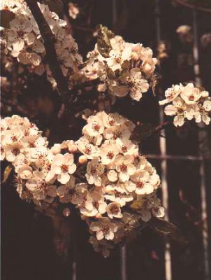 Pyrus call. 'Chanticleer'.jpg