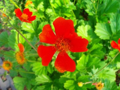 100D9045.JPG