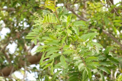 k-_7252158.JPG