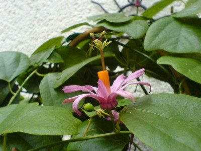 P. serratifolia 027.jpg