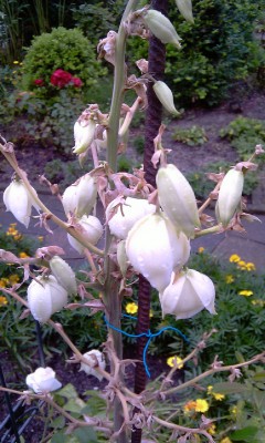 IMAG0112a.jpg