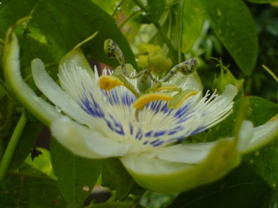 P. serratifolia 029.jpg