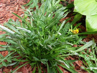 SL371495.JPG