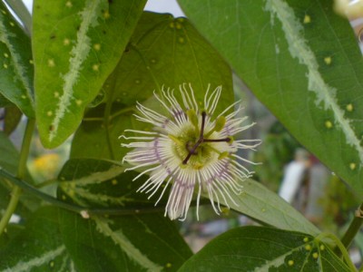 P. serratifolia 018.jpg