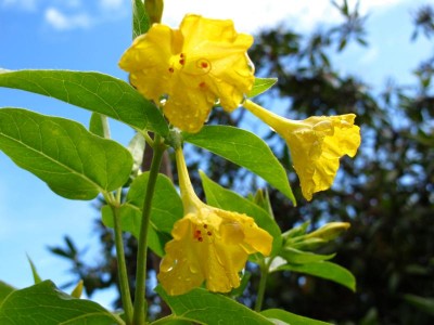 gelbe Wunderblume.JPG