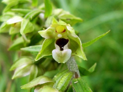 Epipactis helleborine (2).JPG