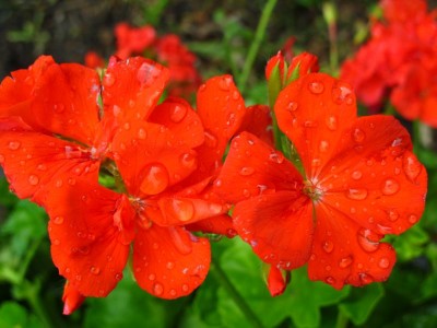 Pelargonien nach dem Regen.JPG