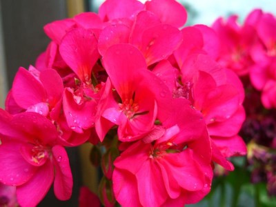 Pelargonien-.JPG