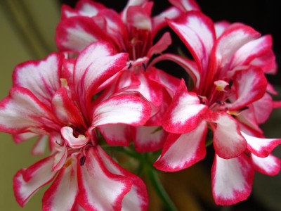 Pelargonien.JPG