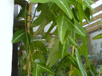 P. serratifolia 019.jpg