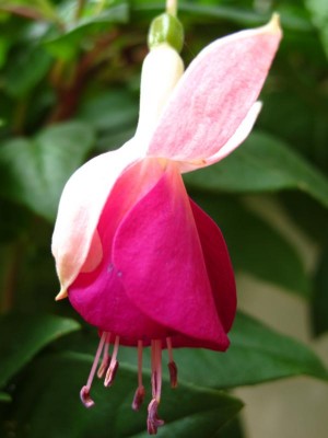 Fuchsie.JPG