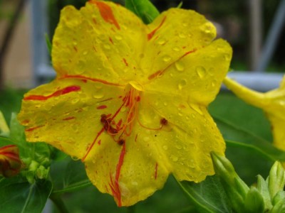 bunte Wunderblume-.JPG