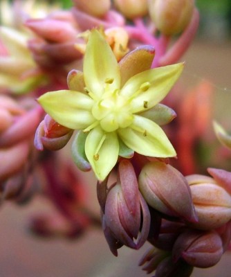 Sedeveria ´Robert Grimm´ (3).JPG