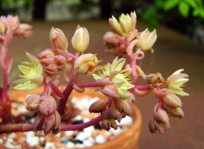 Sedeveria ´Robert Grimm´ (2).JPG