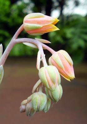 Pachyveria ´Yvonne´ (3).JPG