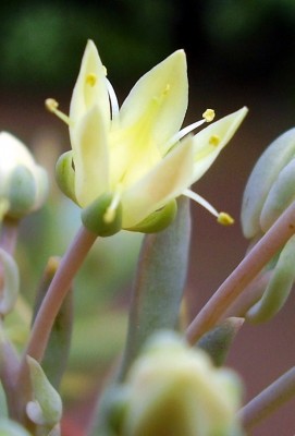 Graptosedum 2009-282 (4).JPG