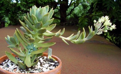 Graptosedum 2009-282 (2).JPG