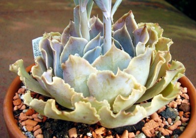 Echeveria shaviana (4).JPG