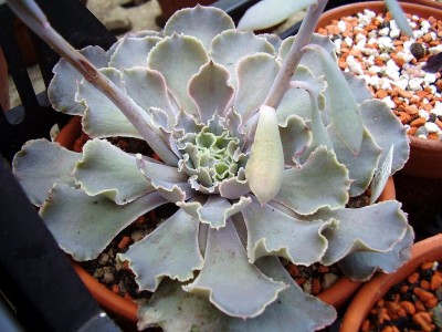 Echeveria shaviana (2).JPG