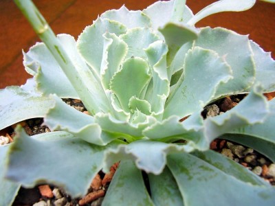 Echeveria shaviana.JPG