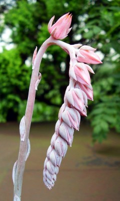 Echeveria peacockii 2010-3 (4).JPG