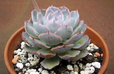 Echeveria peacockii 2010-3 (7).JPG