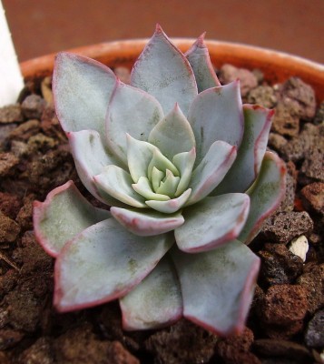 Echeveria peacockii 2010-138 (1).JPG