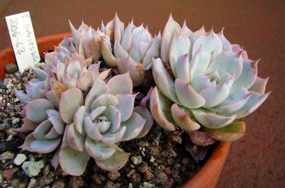 Echeveria peacockii 2006-63 (1).JPG
