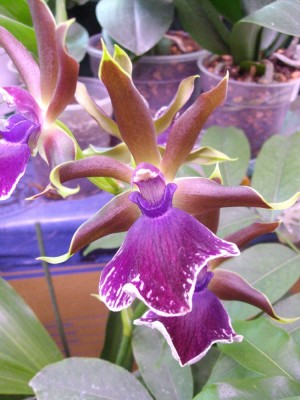 Zygopetalum_1000x1000_500KB.jpg