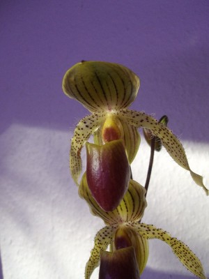 Paphiopedilum_1000x1000_500KB.jpg