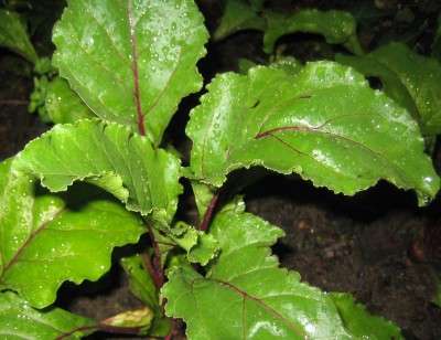 20100729_0001_12.JPG