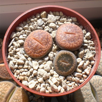 aucampiae koelemanii.jpg